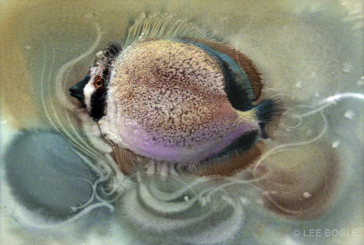 Citron Butterfly Fish