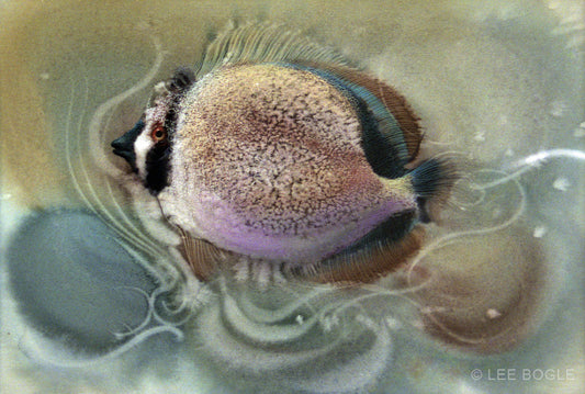 Citron Butterfly Fish