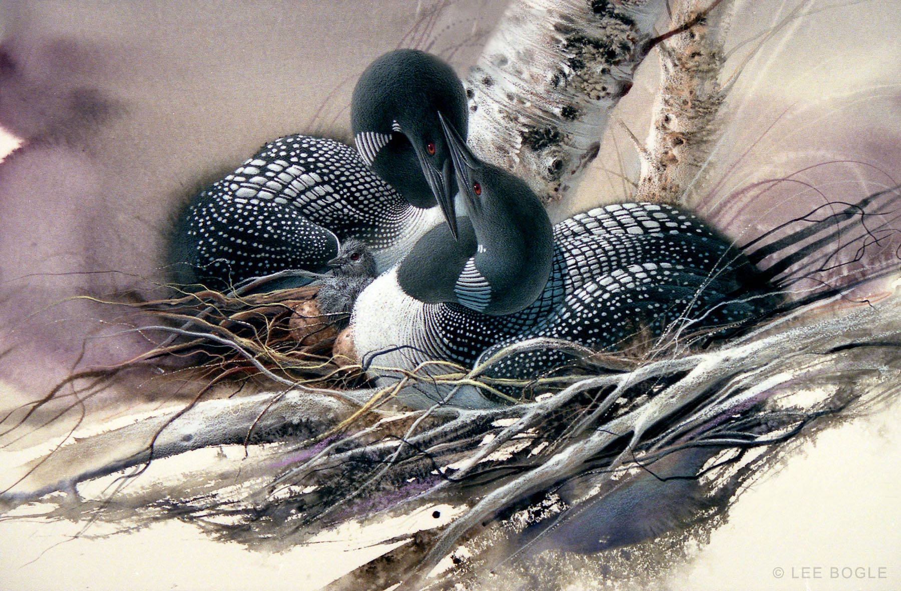 Lee Bogle - Loons - Painting - Art Print