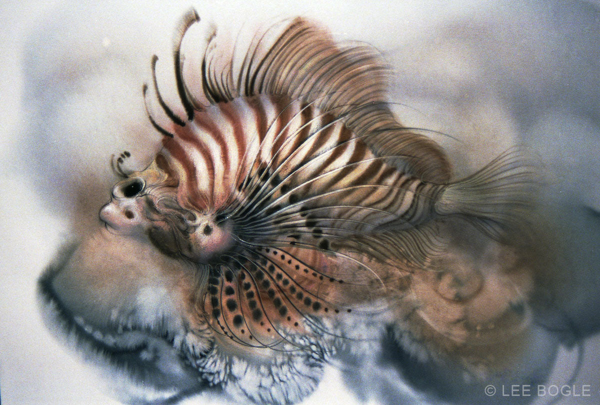 Lion Fish