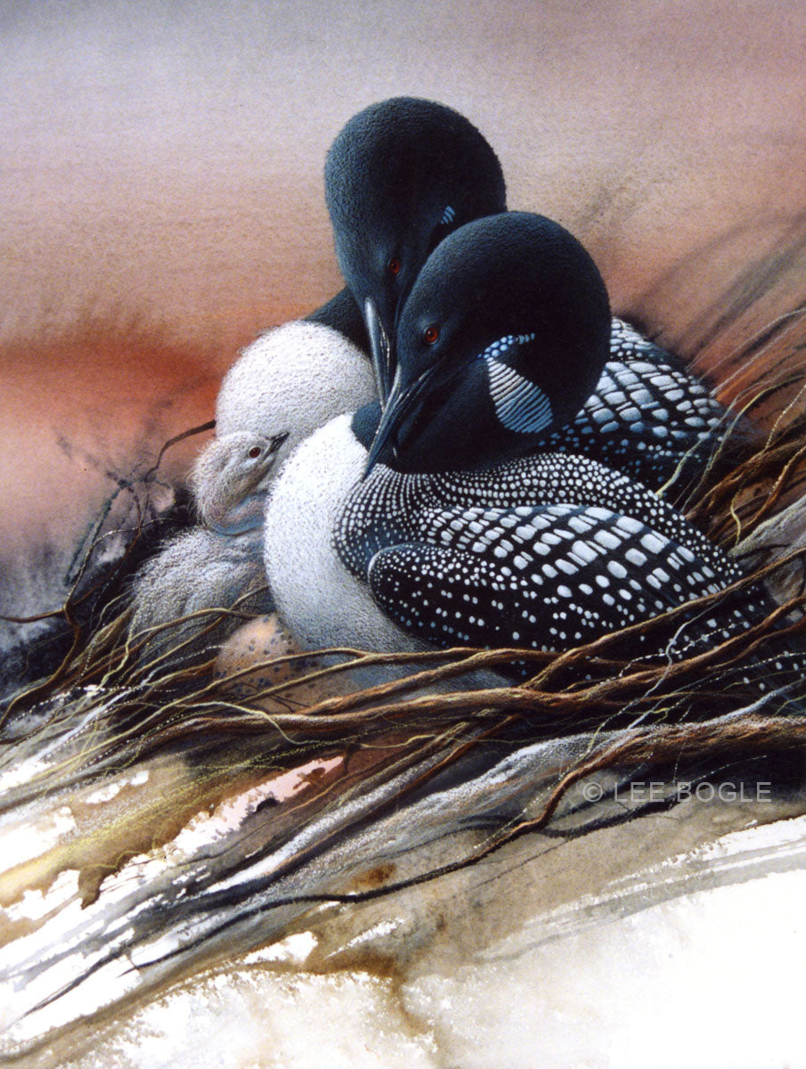 Loon Family II