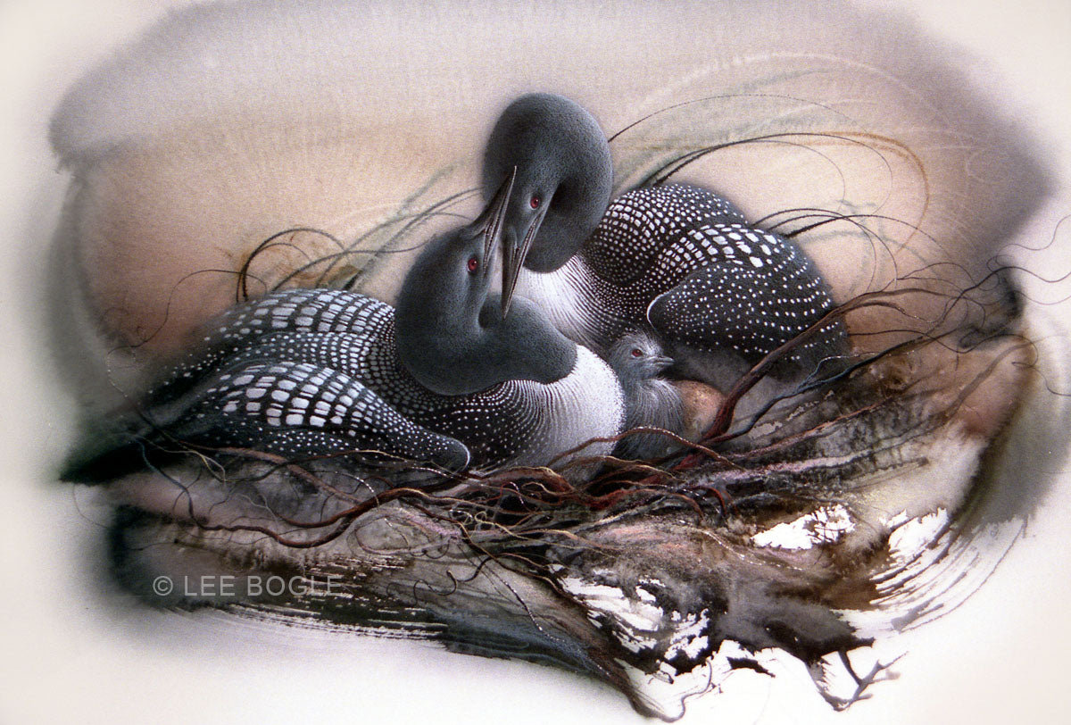 Loon Family