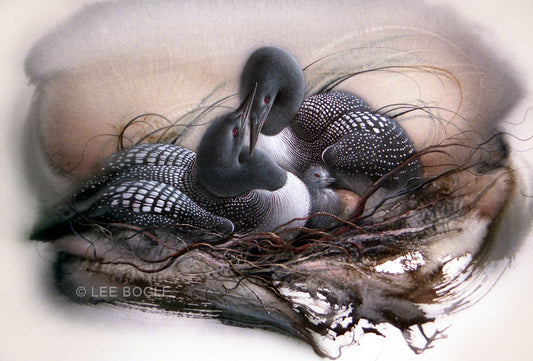 Loon Family