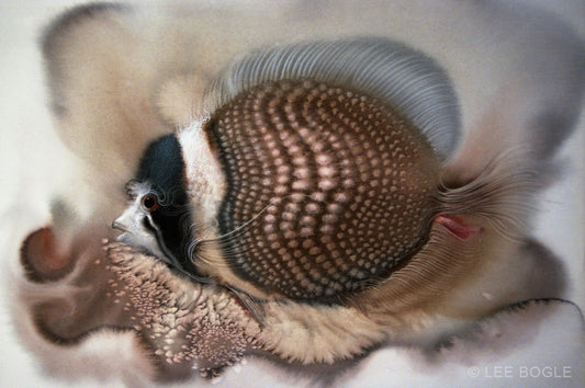 Pebbled Butterfly Fish