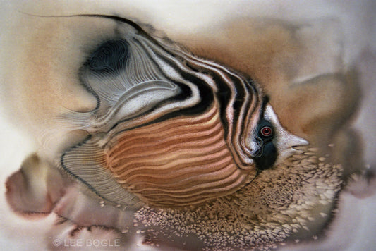 Striped Butterfly Fish