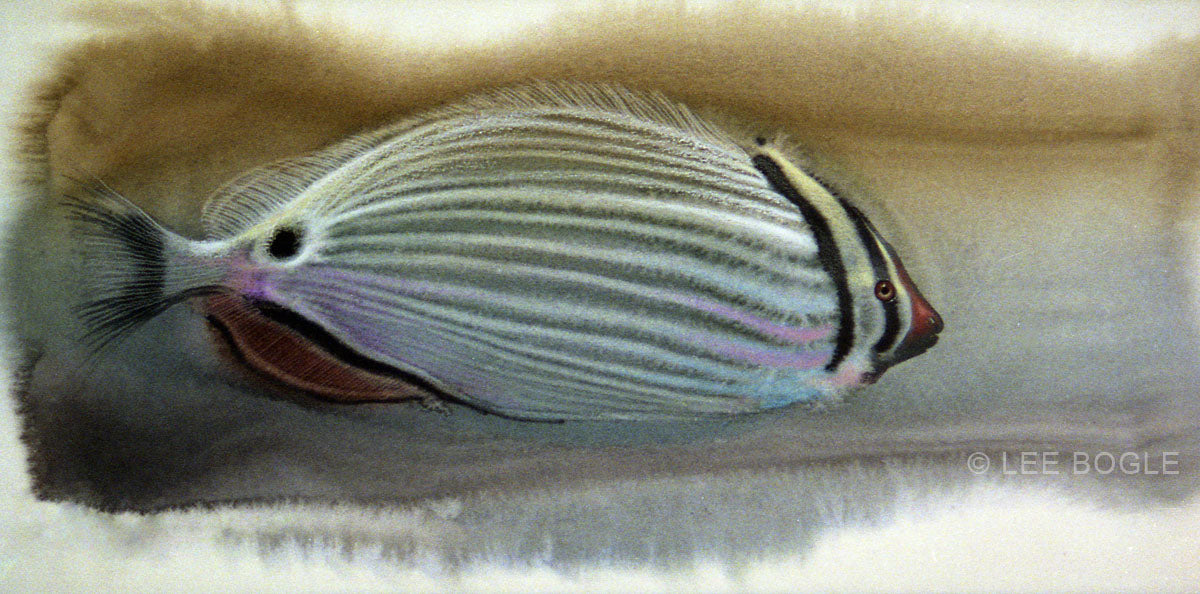 Striped Tang