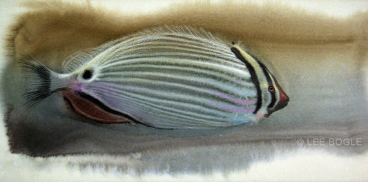 Striped Tang