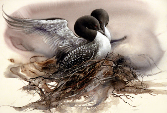 Nesting Loons